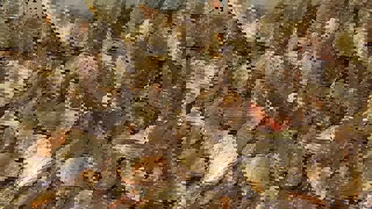 Elmastan bile değerli: Sadece Türkiye’de çıkıyor