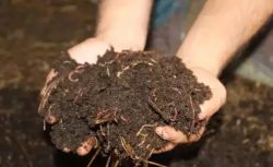 Orta Doğu’daki savaş tarımı vurdu: Gübre krizi büyüyor